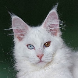 Bodiamlife DeeDee