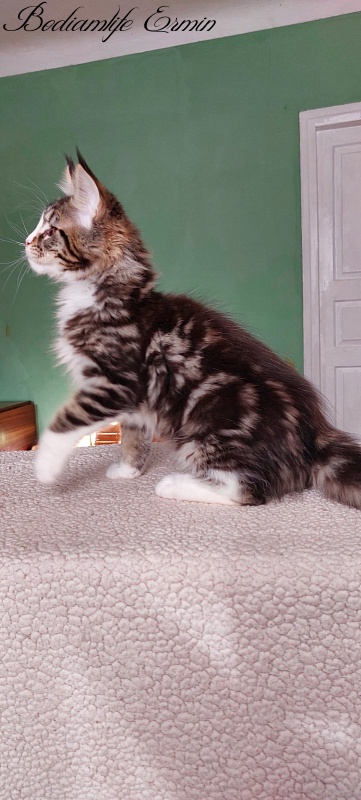 Bodiamlife Ermin - Kitten maine-coon 2 months 1.5 week