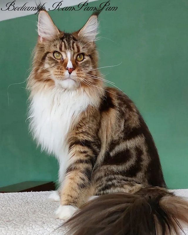 Bodiamlife RamPamPam - Adult maine-coon 1 year 5 months 3 weeks