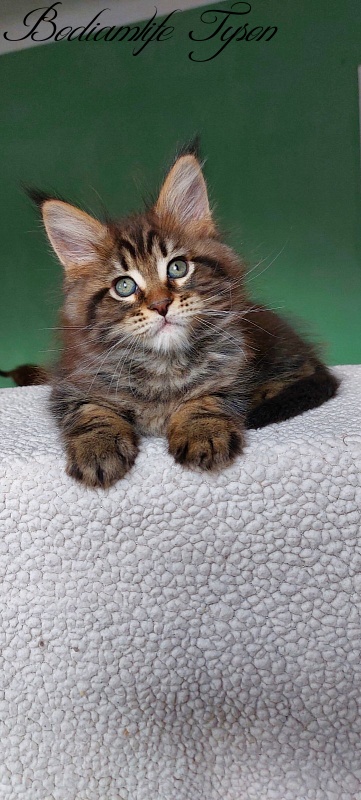 Bodiamlife Tyson - Кошеня мейн-кун 2 місяця 0,5 тижнів