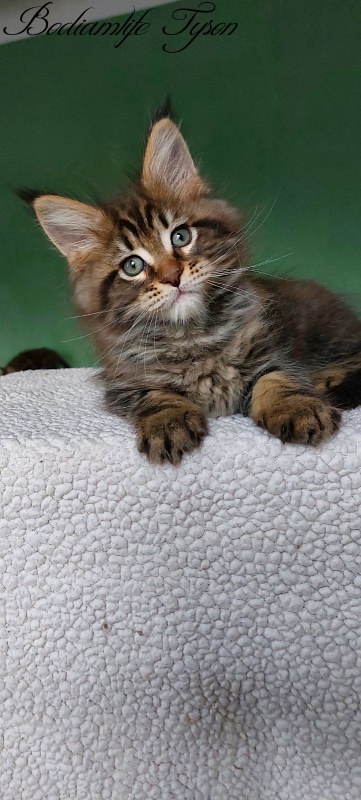 Bodiamlife Tyson - Кошеня мейн-кун 2 місяця 0,5 тижнів