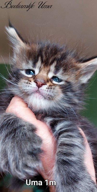 Bodiamlife Uma - Kitten maine-coon 1 month 1 week