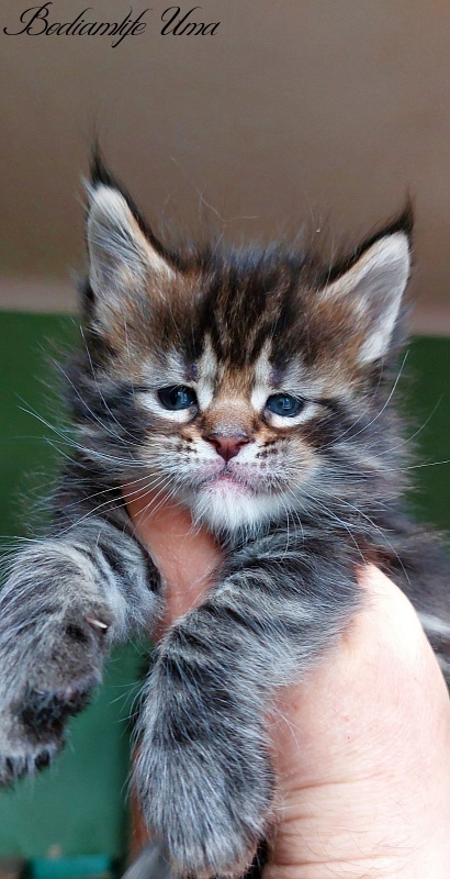 Bodiamlife Uma - Kitten maine-coon 1 month 1 week