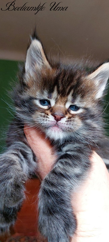 Bodiamlife Uma - Kitten maine-coon 1 month 1 week