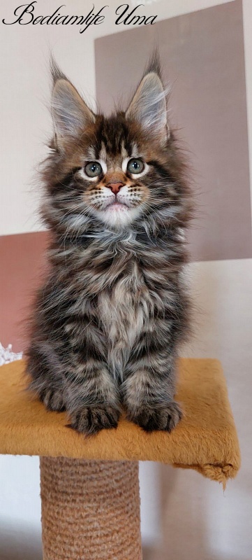 Bodiamlife Uma - Kitten maine-coon 2 months 1 week