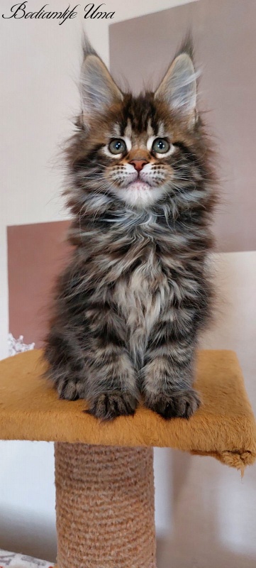 Bodiamlife Uma - Kitten maine-coon 2 months 1 week