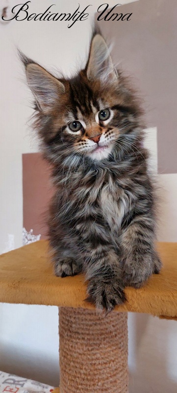 Bodiamlife Uma - Kitten maine-coon 2 months 1 week
