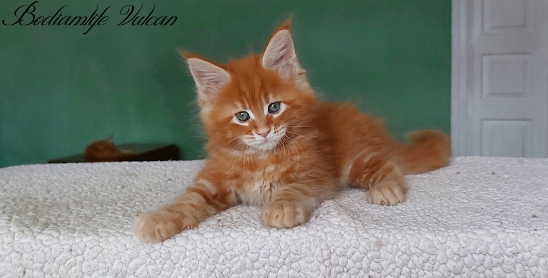 Bodiamlife Vulcan - Кошеня мейн-кун 1 місяць 3 тижні