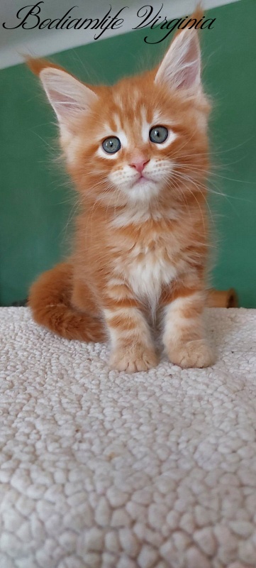 Bodiamlife Virginia - Kitten maine-coon 1 month 3 weeks