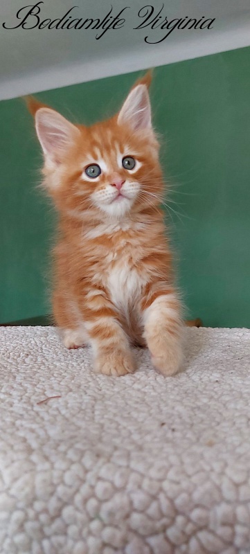 Bodiamlife Virginia - Kitten maine-coon 1 month 3 weeks