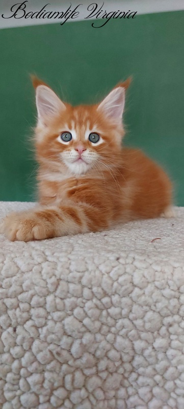 Bodiamlife Virginia - Kitten maine-coon 1 month 3 weeks