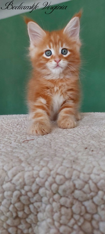 Bodiamlife Virginia - Kitten maine-coon 1 month 3 weeks