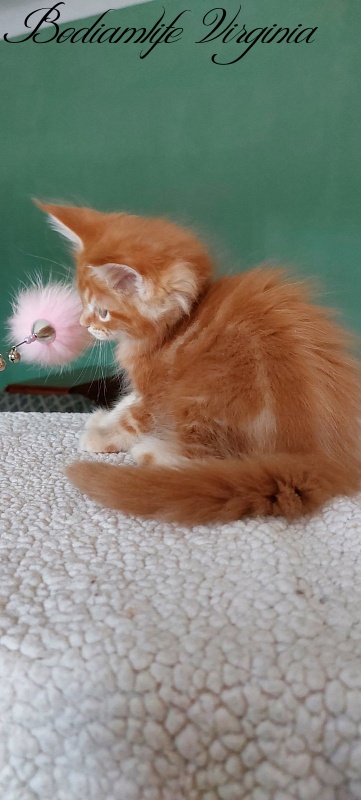 Bodiamlife Virginia - Kitten maine-coon 1 month 3 weeks