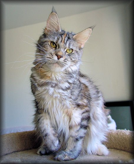 Pillowtalk's Calimba De Luna - maine-coon