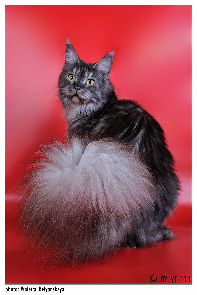 Top Coon Feyna - maine-coon