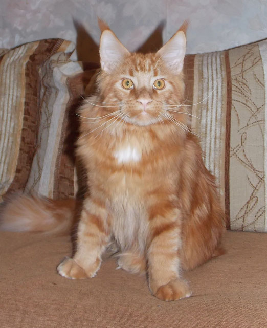 Gortana Joy Bernard - maine-coon