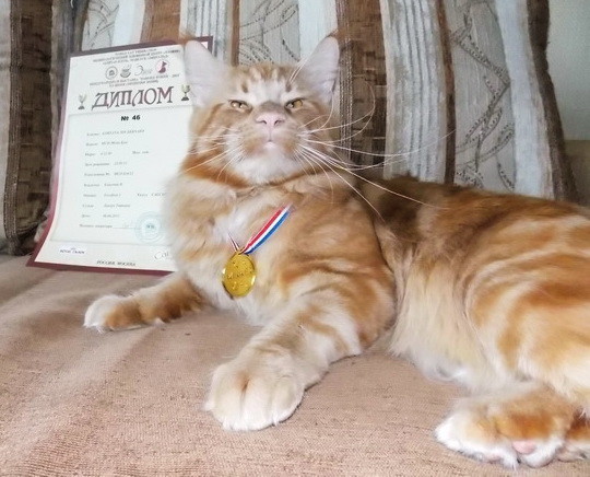 Gortana Joy Bernard - maine-coon