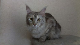 Asabel Elizabetcoon - maine-coon