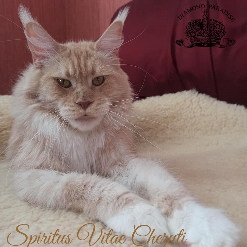 Spiritus Vitae Cheruti - Дорослий мейн-кун 2 роки 8 місяців 1,5 тиждень