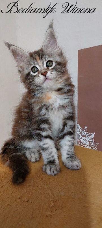Bodiamlife Winona - Кошеня мейн-кун 2 місяця
