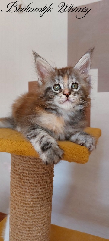 Bodiamlife Whimsy - Kitten maine-coon 2 months