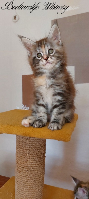 Bodiamlife Whimsy - Kitten maine-coon 2 months
