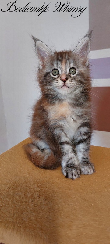 Bodiamlife Whimsy - Kitten maine-coon 2 months