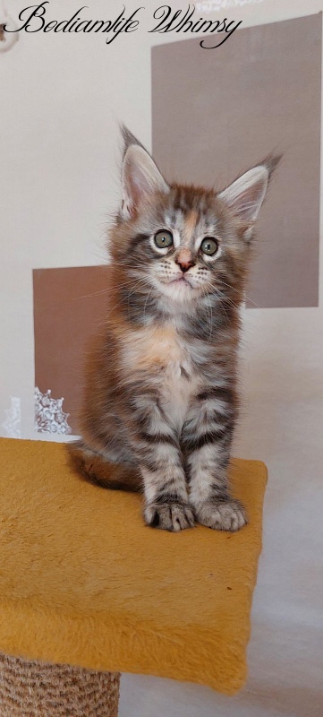Bodiamlife Whimsy - Kitten maine-coon 2 months