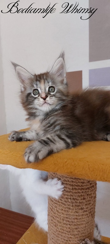 Bodiamlife Whimsy - Kitten maine-coon 2 months