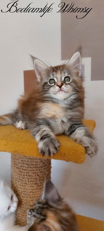 Bodiamlife Whimsy - Kitten maine-coon 2 months