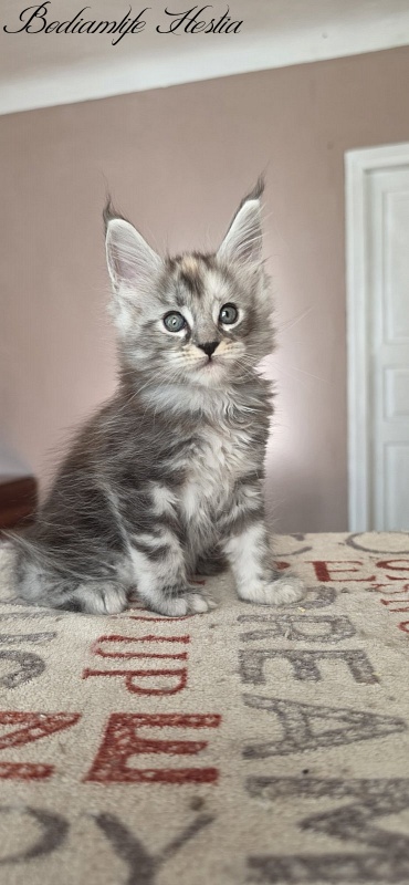 Bodiamlife Hestia - Kitten maine-coon 1 month 4 weeks