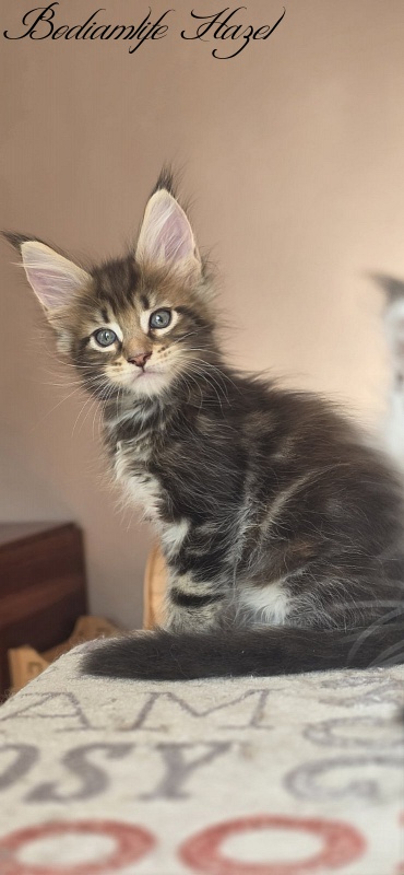 Bodiamlife Hazel - Kitten maine-coon 1 month 4 weeks