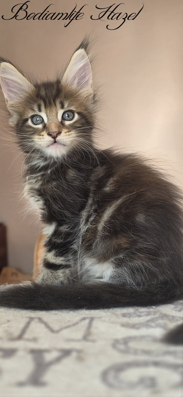 Bodiamlife Hazel - Kitten maine-coon 1 month 4 weeks