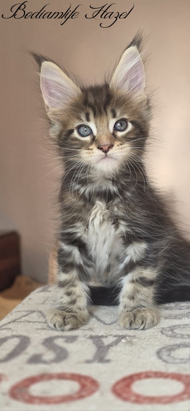 Bodiamlife Hazel - Kitten maine-coon 1 month 4 weeks