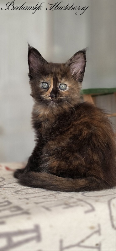 Bodiamlife Hucleberry - Kitten maine-coon 1 month 4 weeks