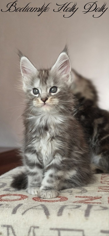 Bodiamlife Holly Dolly - Kitten maine-coon 1 month 4 weeks