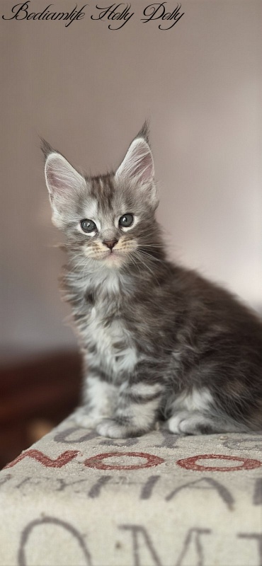Bodiamlife Holly Dolly - Kitten maine-coon 1 month 4 weeks