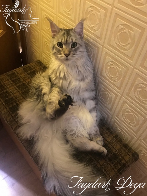 Faydark Deya - Adult maine-coon 1 year 7 months 1 week