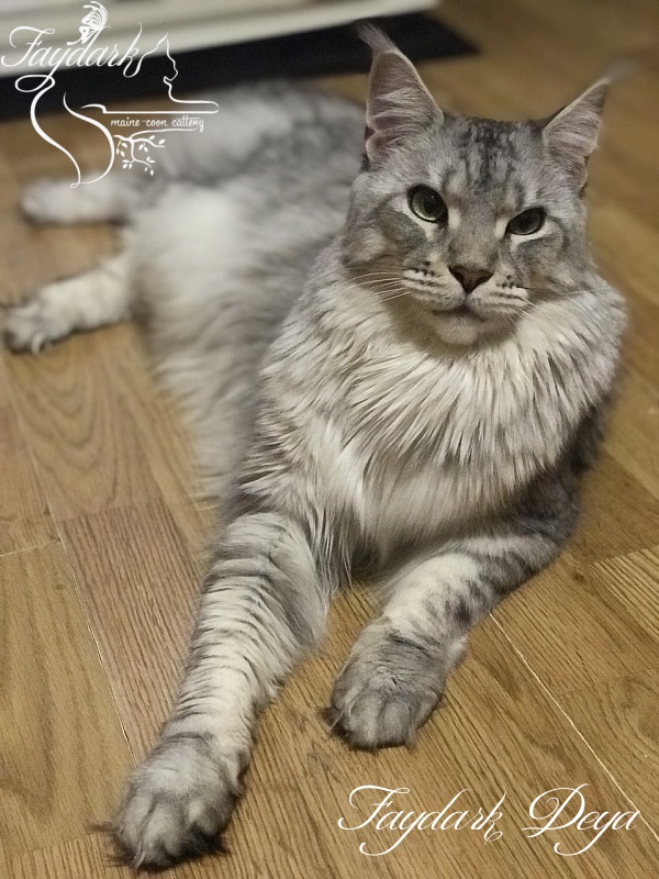 Faydark Deya - Adult maine-coon 1 year 7 months 1 week