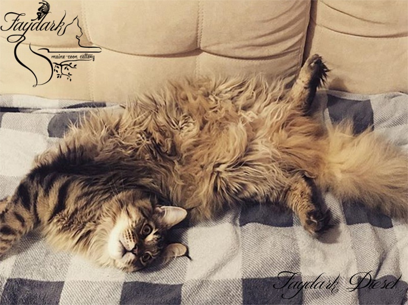 Faydark Diesel - Junior maine-coon 7 months