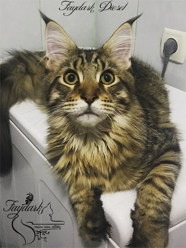 Faydark Diesel - Junior maine-coon 7 months