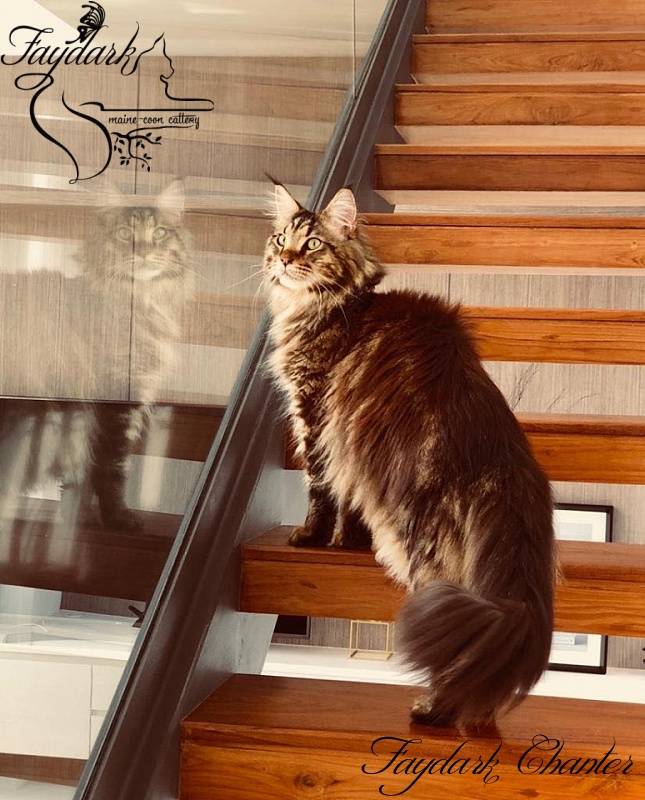 Faydark Chanter - Adult maine-coon 2 years