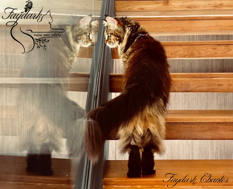 Faydark Chanter - Adult maine-coon 2 years