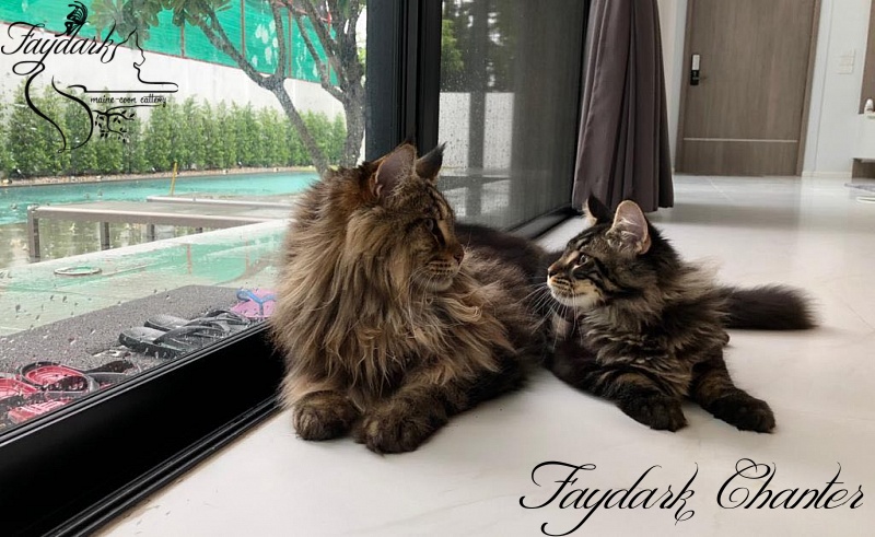 Faydark Chanter - Adult maine-coon 2 years 8 months 1 week