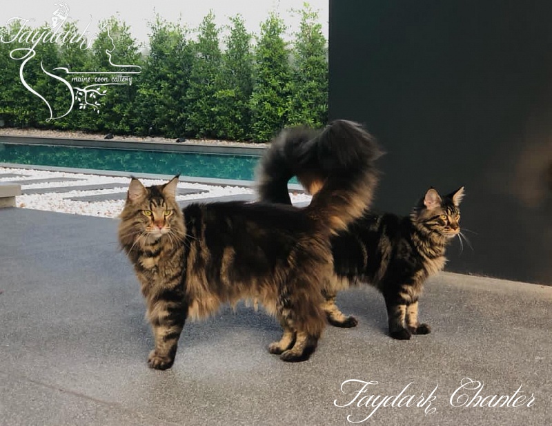 Faydark Chanter - Adult maine-coon 2 years 8 months 1 week