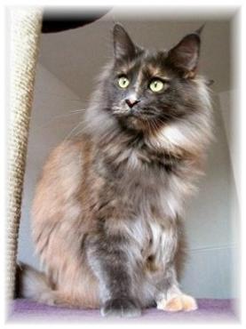 Pillowtalk's Endless Love - maine-coon
