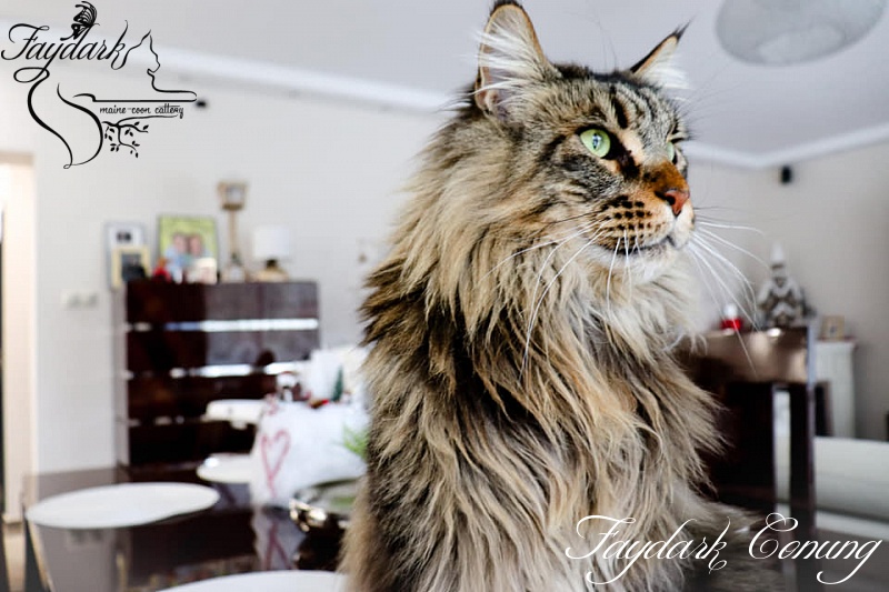 Faydark Conung - Adult maine-coon 3 years 2 months 0.5 weeks