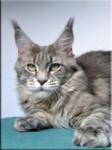 Langstteich's Jamaica - maine-coon