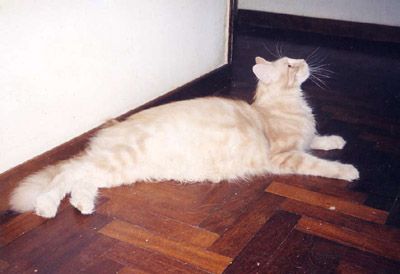 Lillycoon De Sephora - maine-coon