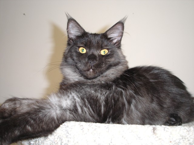 Carriecoon Quintanilla - Kitten maine-coon 5 months 2.5 weeks